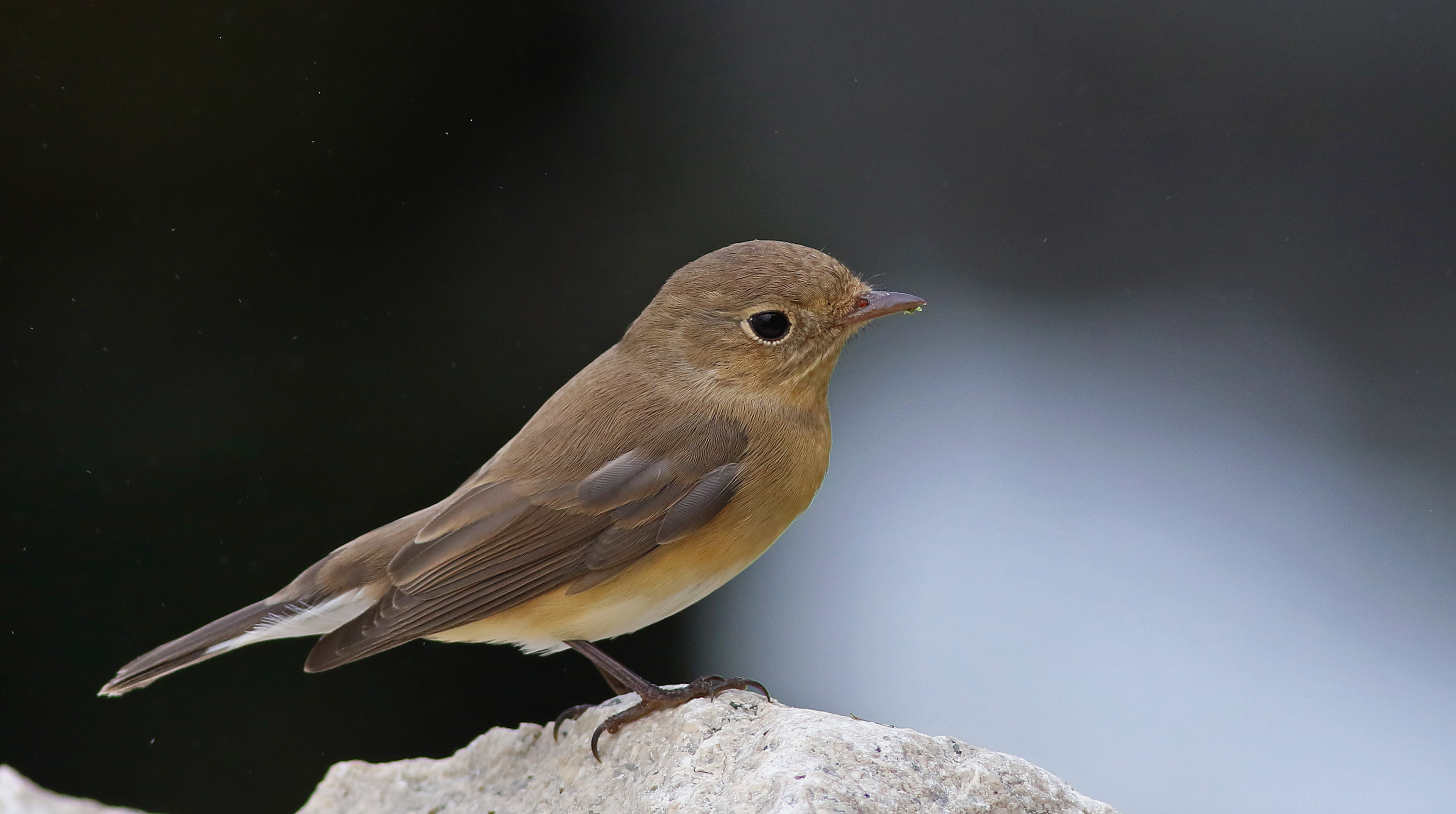 Red-breasted Flycatcher